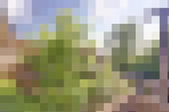 Zonnebloemstraat 25 Goes thumbnail 25