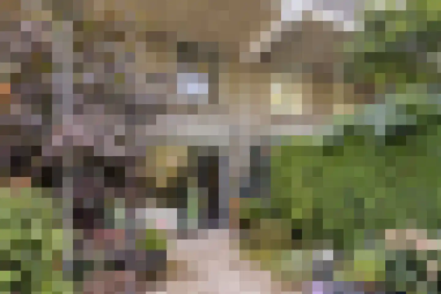 Zonnebloemstraat 31 Oss thumbnail 21