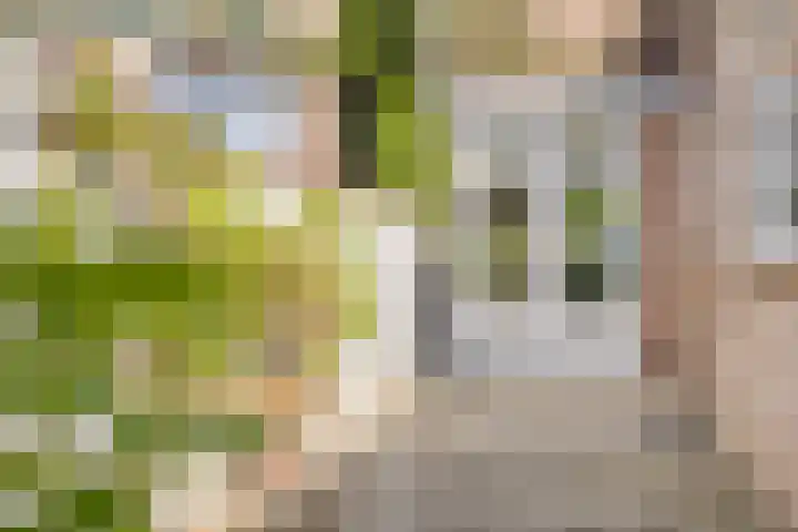 Zonnebloemstraat 8 Zwolle thumbnail 32