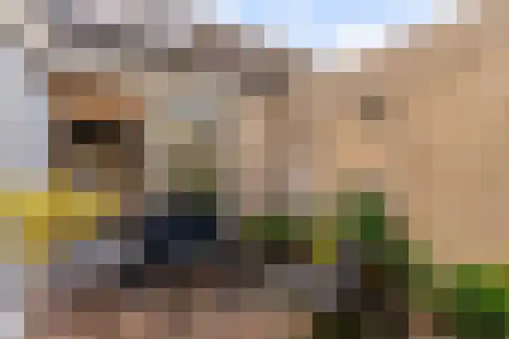 Zonnebloemweg 28 Almere thumbnail 35