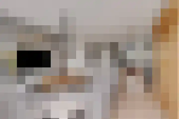 Zonnedauw 1 Mariahout thumbnail 17