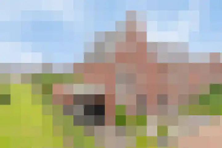 Zonnedauw 1 Mariahout thumbnail 6