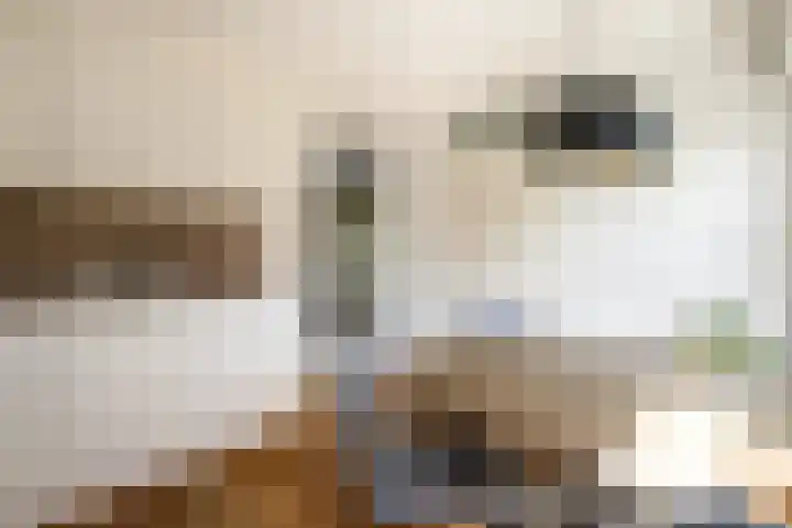 Zonnedauw 1 Schoonhoven thumbnail 9