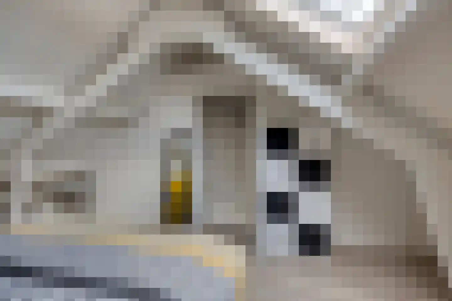 Zonnedauw 11 Nieuwlande thumbnail 30
