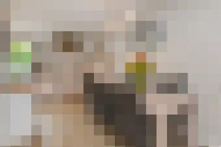 Zonnedauw 112 Boskoop thumbnail 14