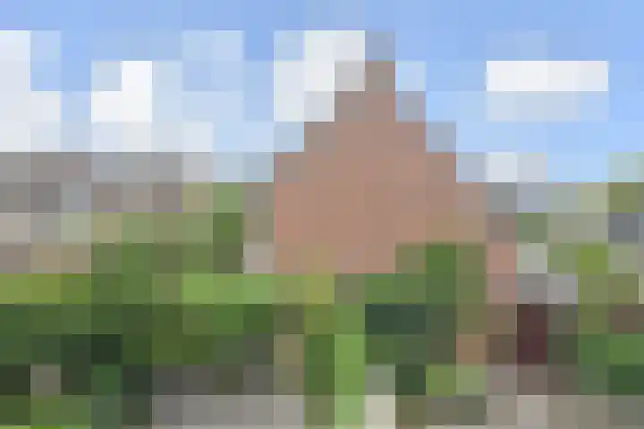 Zonnedauw 112 Boskoop thumbnail 43