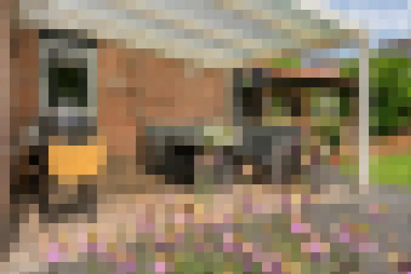 Zonnedauw 15 Nieuwlande thumbnail 32