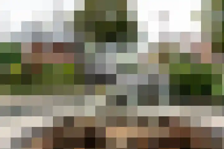 Zonnedauw 15 Stroe thumbnail 61