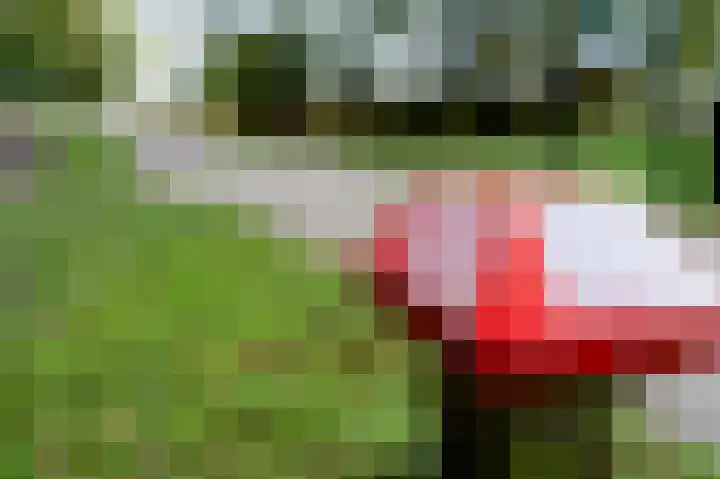 Zonnedauw 15 Stroe thumbnail 63