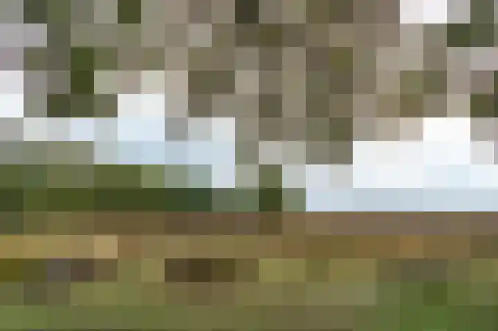 Zonnedauw 15 Stroe thumbnail 66