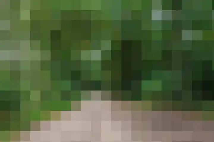 Zonnedauw 15 Stroe thumbnail 68