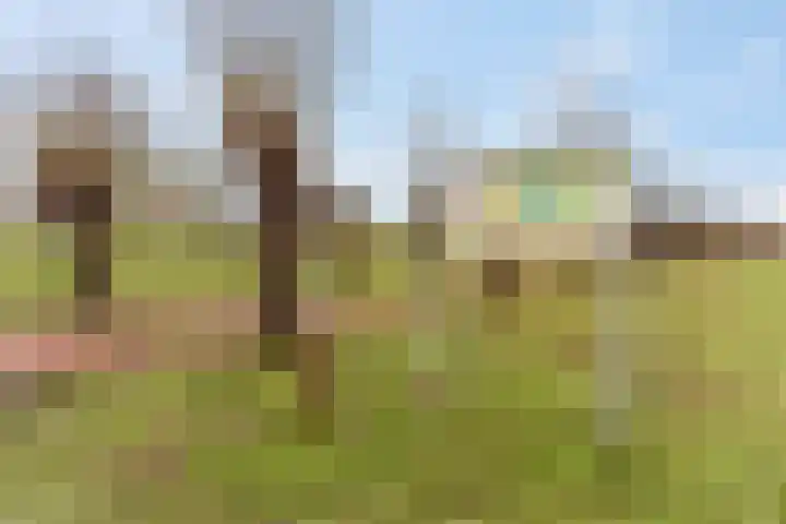 Zonnedauw 159 Tiel thumbnail 41