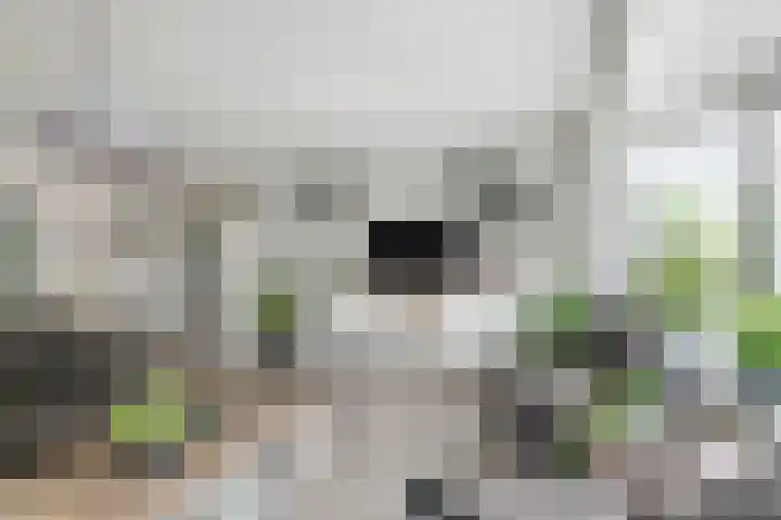Zonnedauw 175 Tiel thumbnail 11