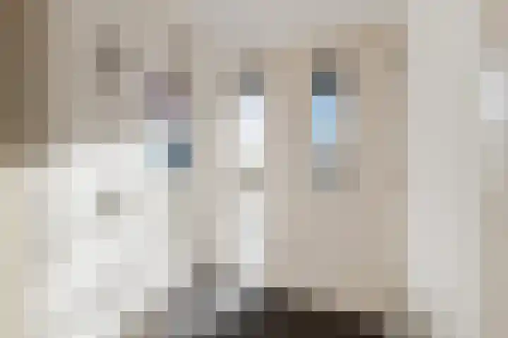 Zonnedauw 18 Tiel thumbnail 12