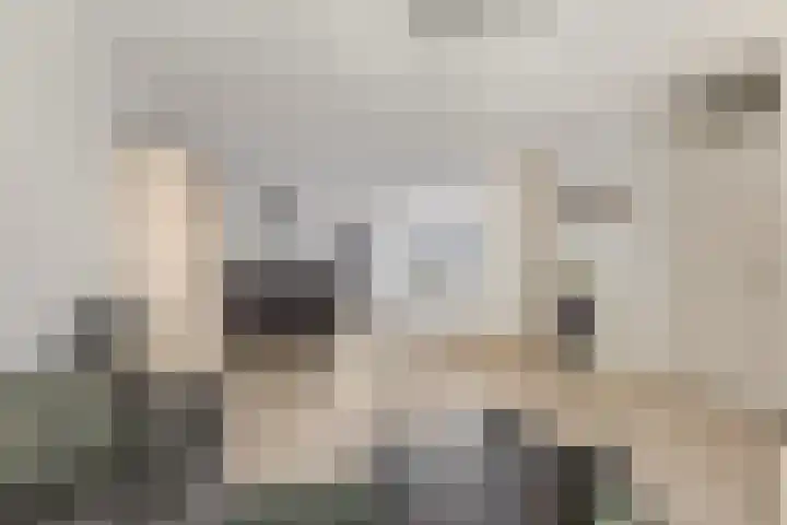 Zonnedauw 18 Tiel thumbnail 8