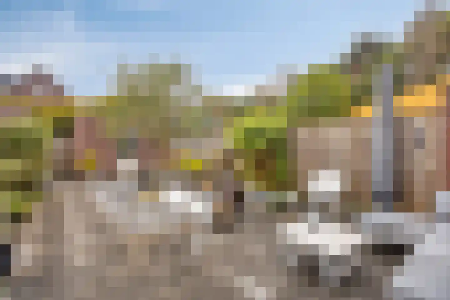 Zonnedauw 20 Odiliapeel thumbnail 25