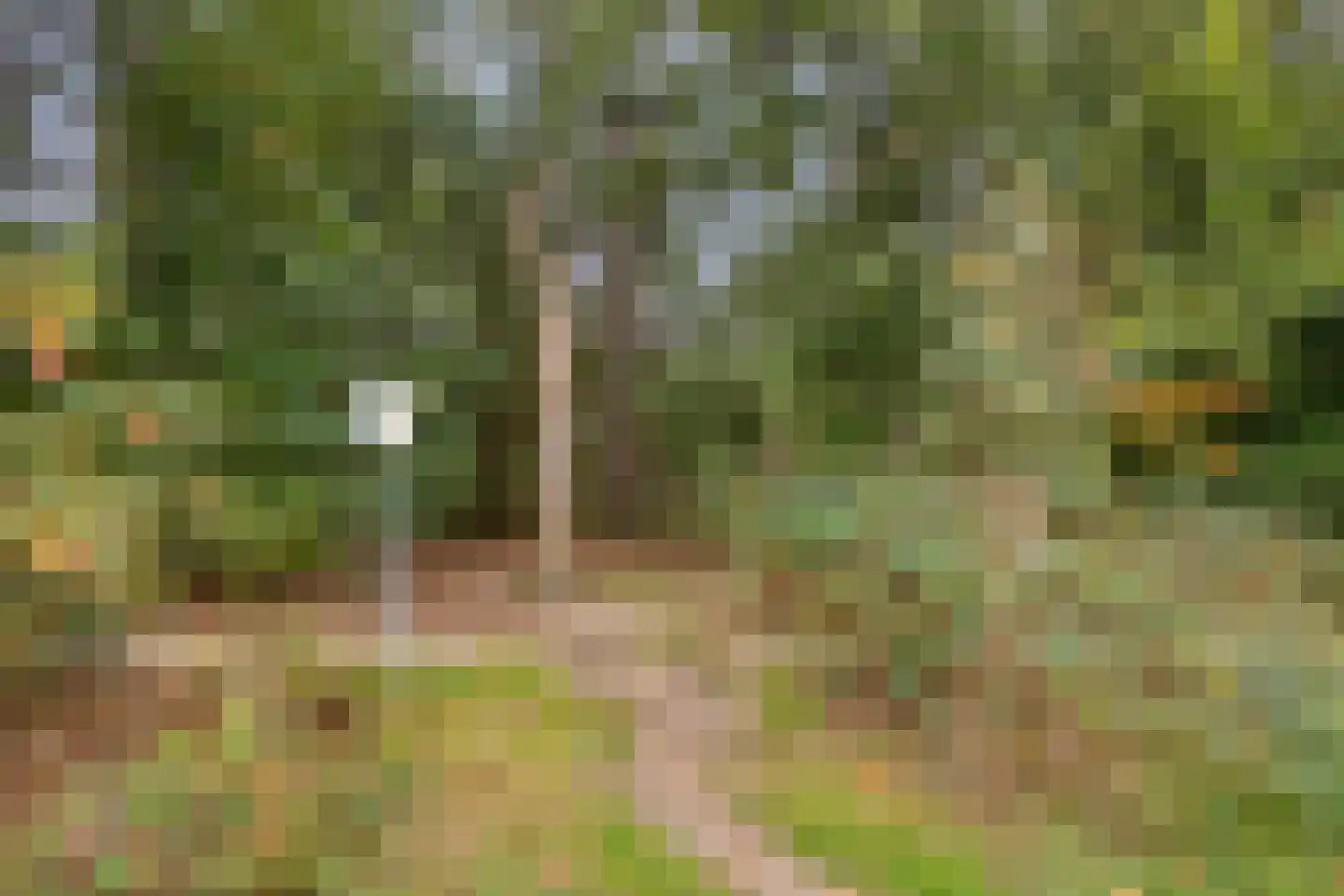 Zonnedauw 20 Odiliapeel thumbnail 32