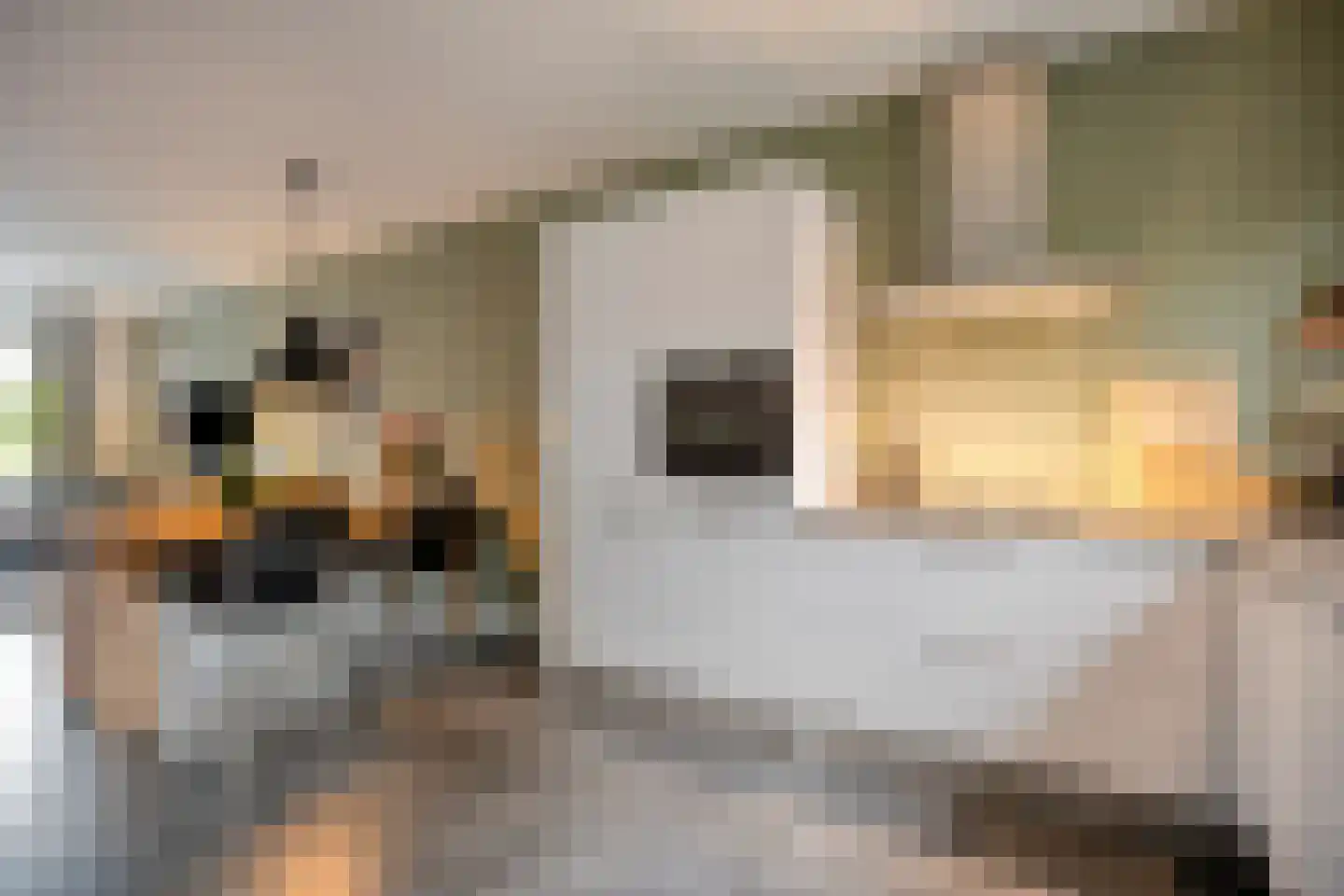 Zonnedauw 20 Odiliapeel thumbnail 8
