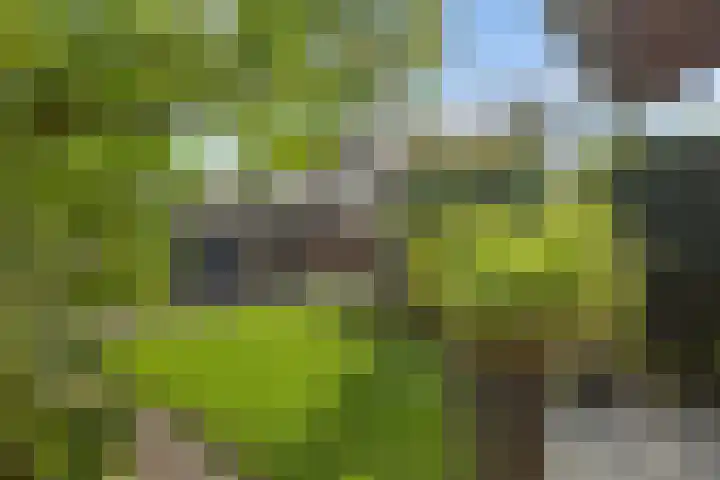 Zonnedauw 20 Sleen thumbnail 47