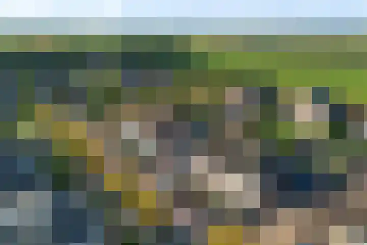 Zonnedauw 20 Sleen thumbnail 51