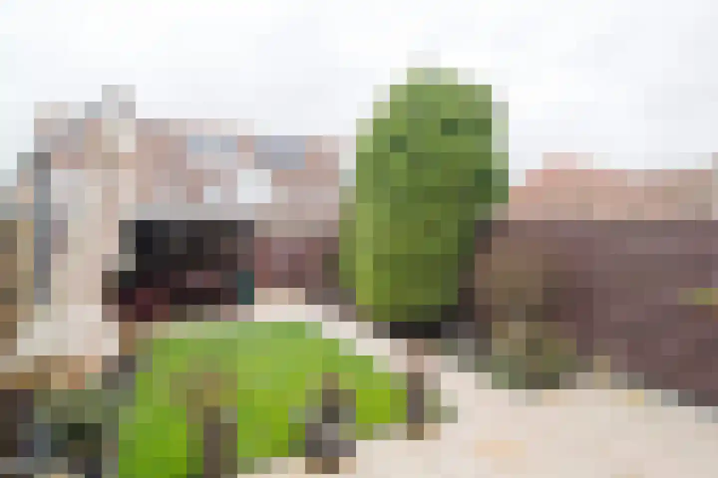 Zonnedauw 20 Tiel thumbnail 5