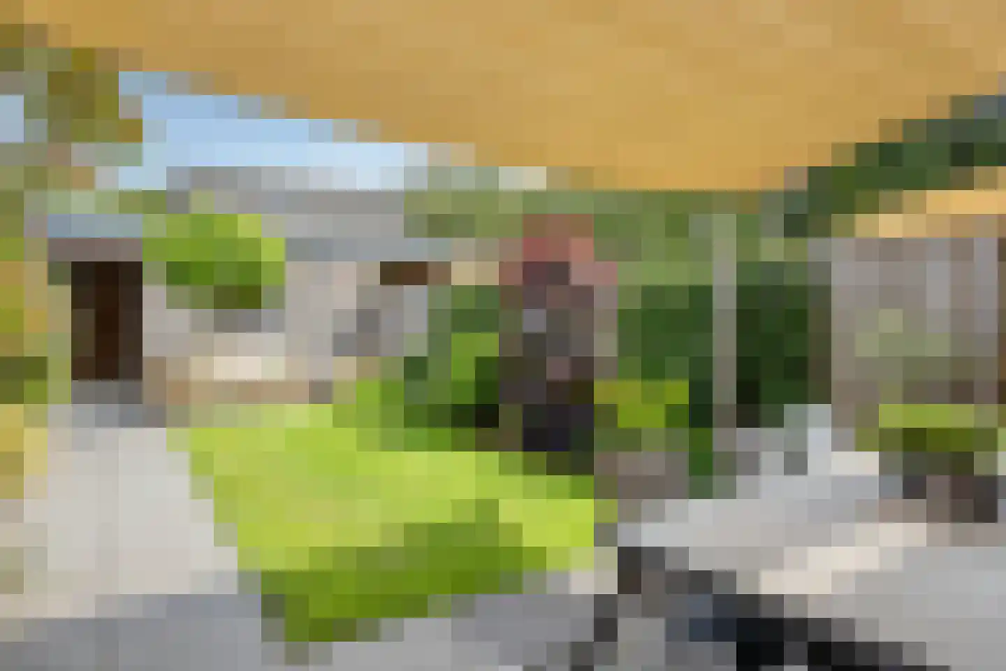 Zonnedauw 22 Odiliapeel thumbnail 26