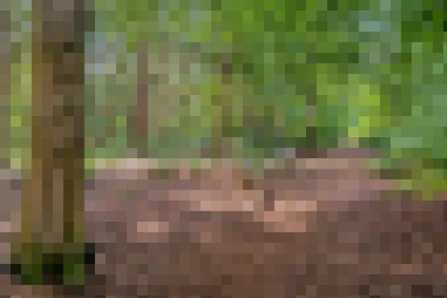 Zonnedauw 22 Odiliapeel thumbnail 37