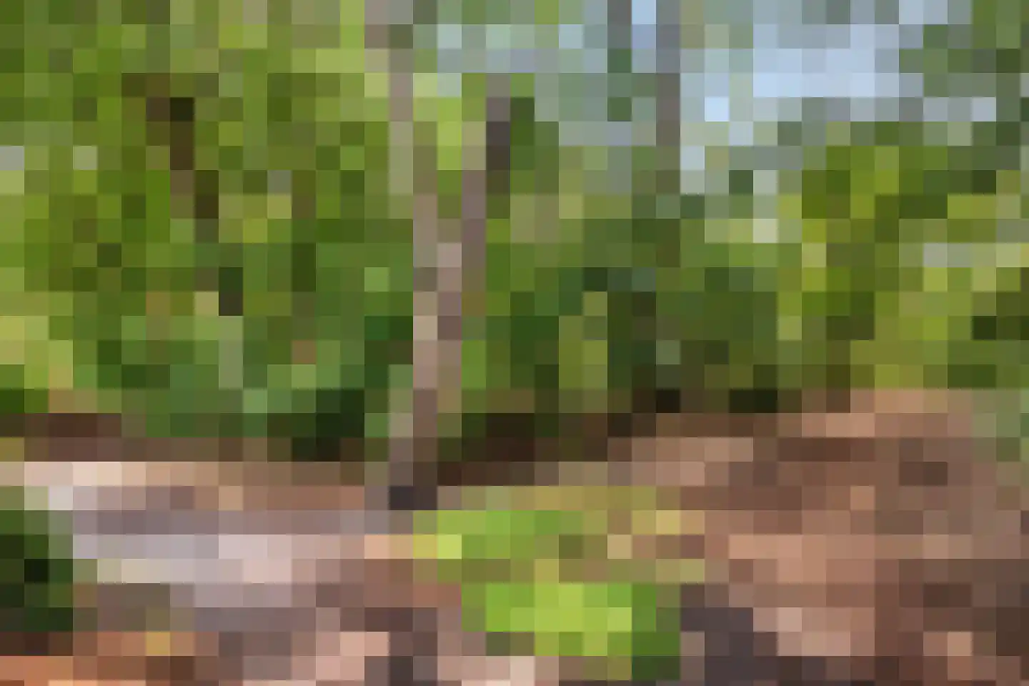 Zonnedauw 22 Odiliapeel thumbnail 38