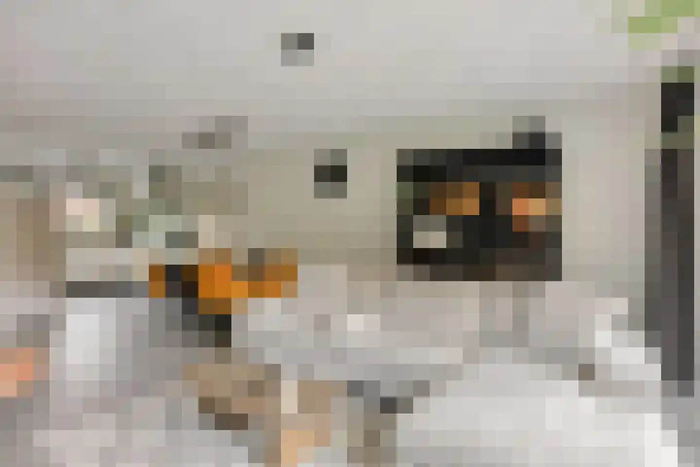 Zonnedauw 22 Odiliapeel thumbnail 5