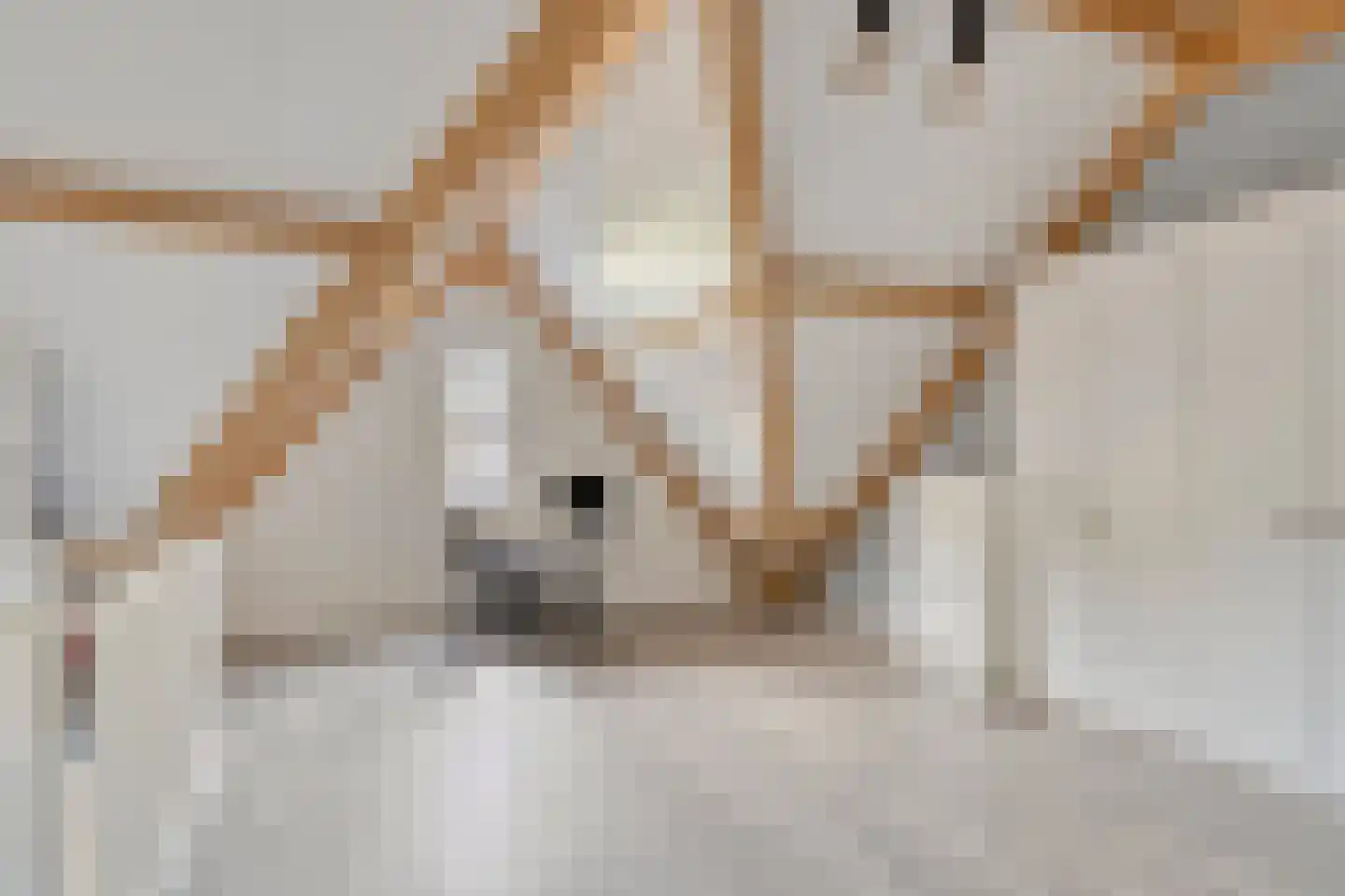 Zonnedauw 24 Odiliapeel thumbnail 29