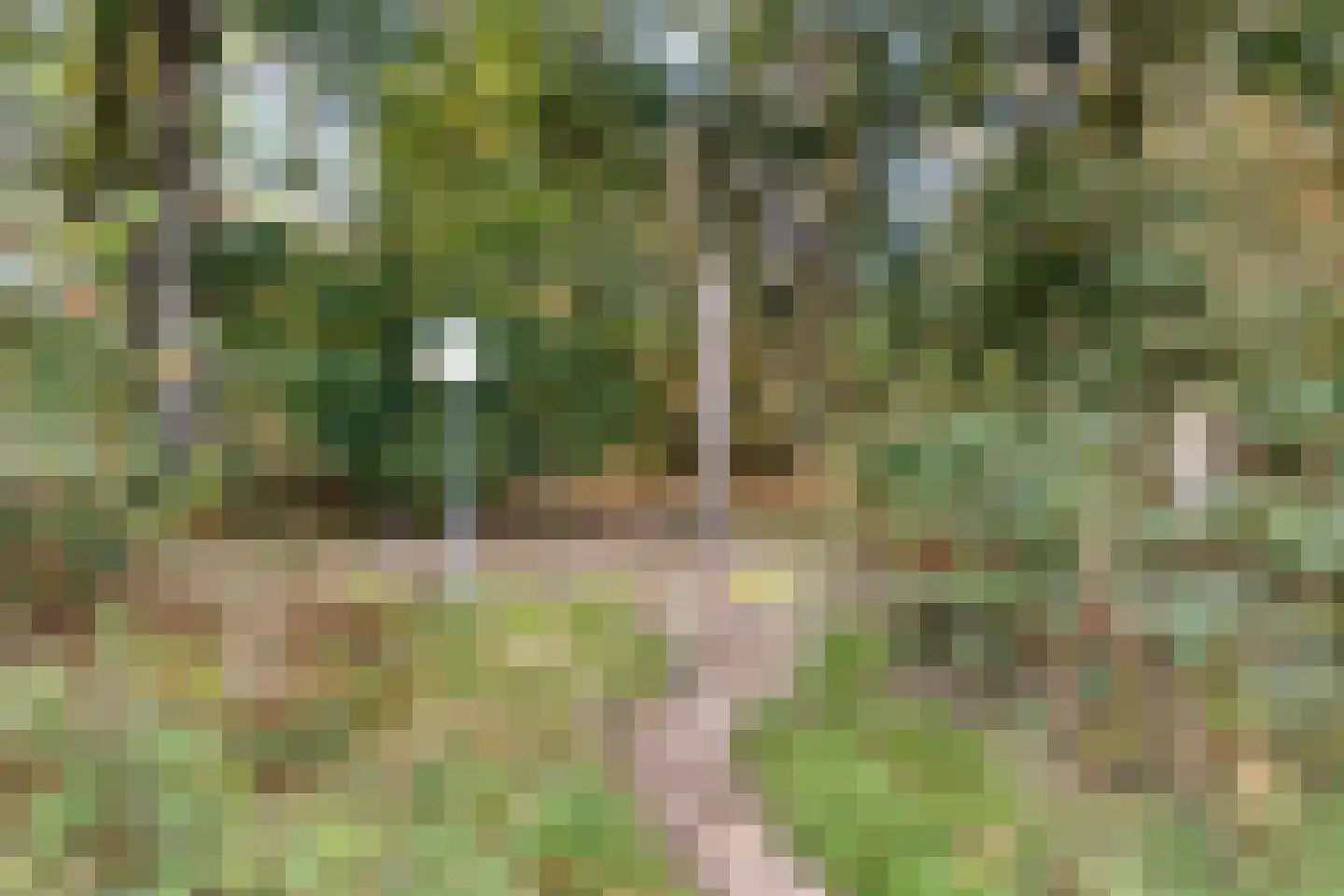 Zonnedauw 24 Odiliapeel thumbnail 45