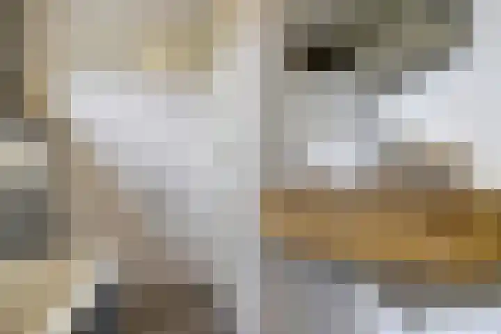 Zonnedauw 3 Valkenswaard thumbnail 31