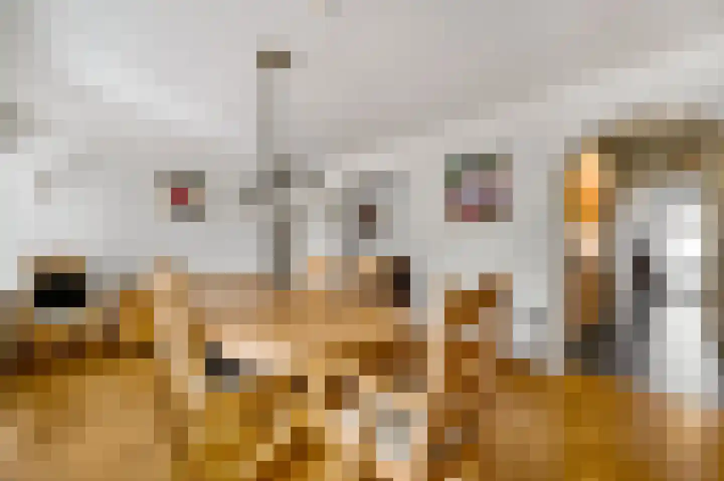 Zonnedauw 4 Haelen thumbnail 16
