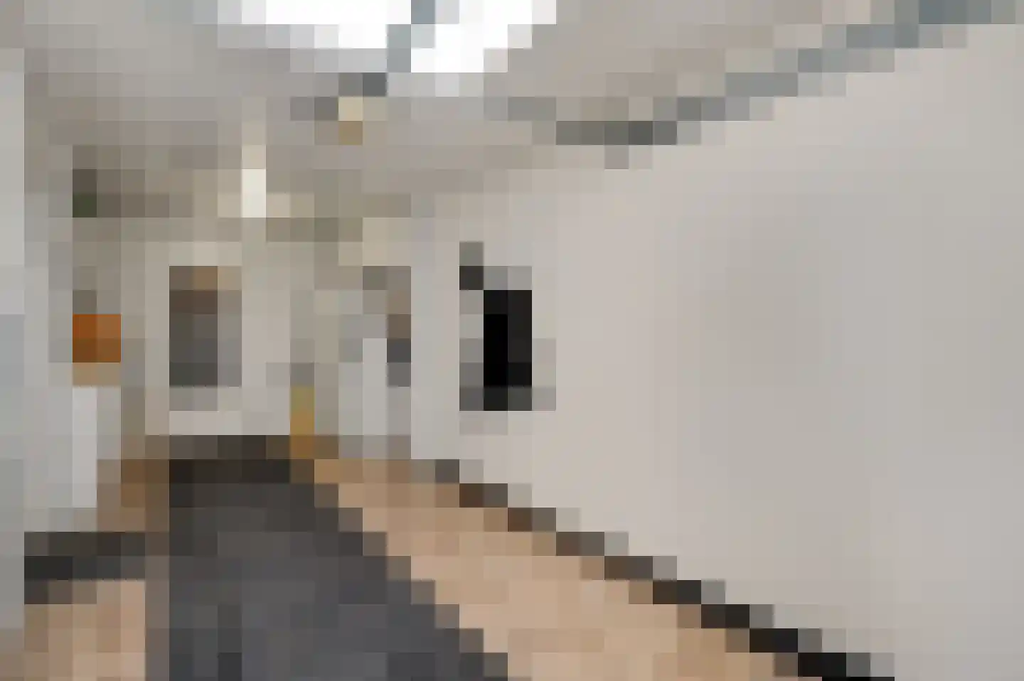 Zonnedauw 4 Haelen thumbnail 33