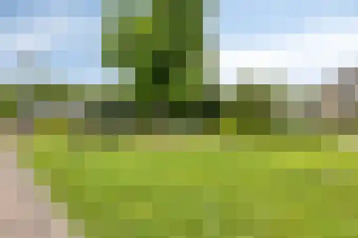 Zonnedauw 40 Bovensmilde thumbnail 37