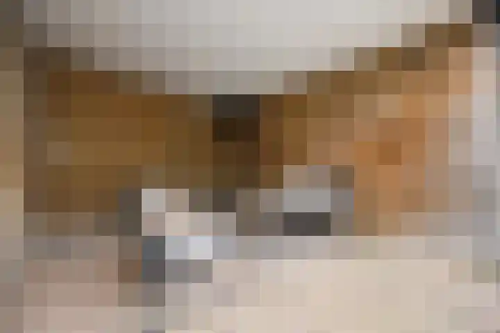 Zonnedauw 55 Stroe thumbnail 38