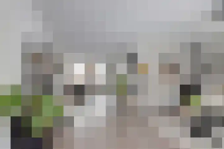 Zonnedauw 8 Hollandscheveld thumbnail 11