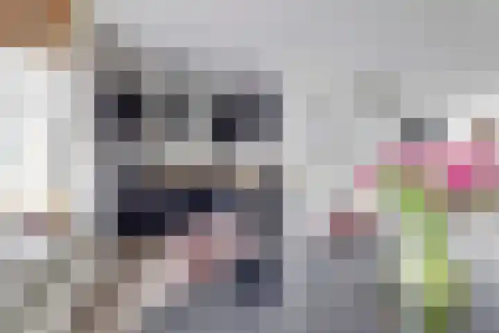 Zonnedauw 8 Hollandscheveld thumbnail 12