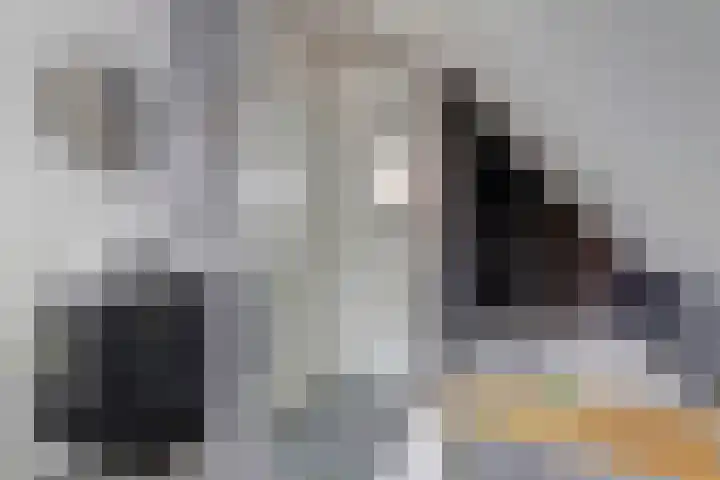 Zonnedauw 8 Hollandscheveld thumbnail 24