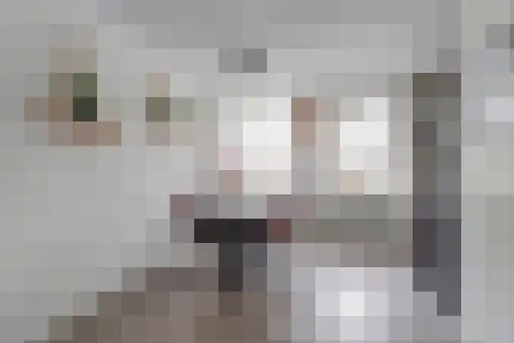 Zonnedauw 8 Hollandscheveld thumbnail 9