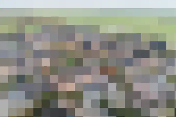 Zonnedauw 9 Nieuwlande thumbnail 71