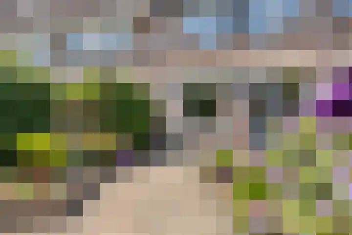 Zonnedauw 90 Boskoop thumbnail 29
