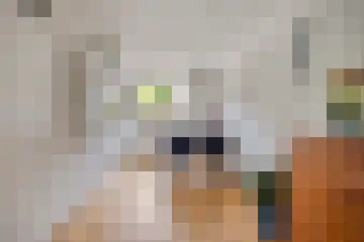 Zonnedauw 90 Boskoop thumbnail 8