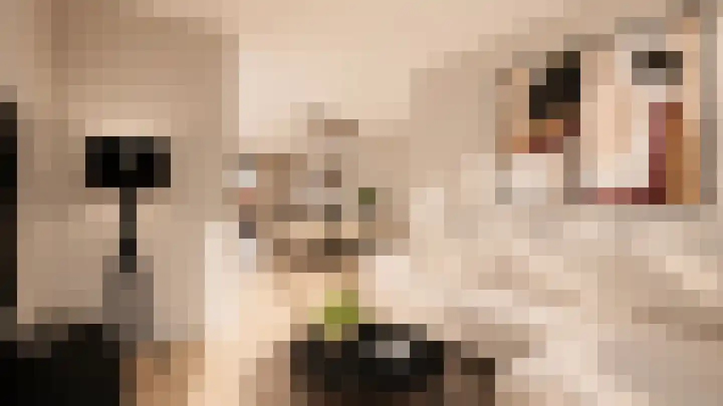 Zonnedauwhof 1 Roermond thumbnail 8