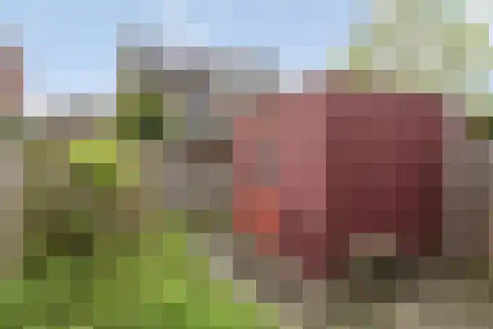Zonnedauwweg 75 Arnhem thumbnail 40
