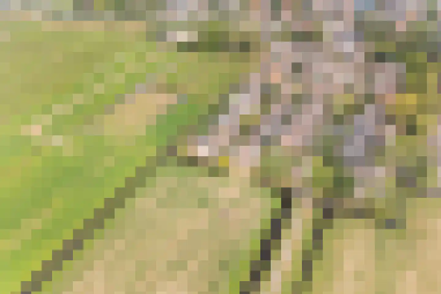 Zonnegaarde 83 Zoeterwoude thumbnail 42