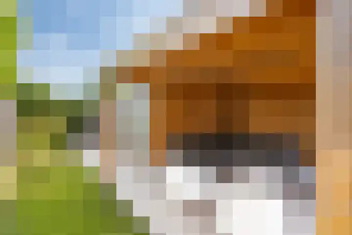 Zonneglans 4 Boxtel thumbnail 24