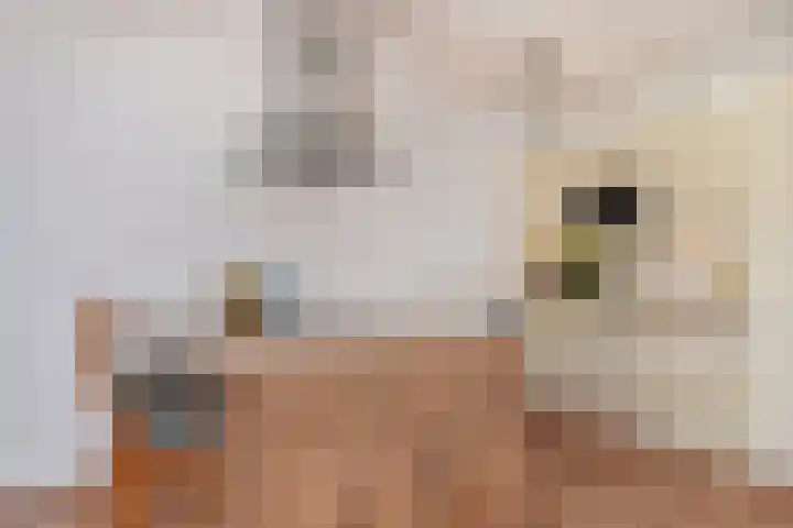Zonnehof 153 Nootdorp thumbnail 8