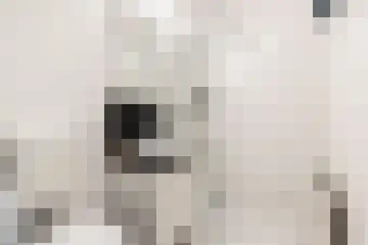 Zonnehout 37 Houten thumbnail 31