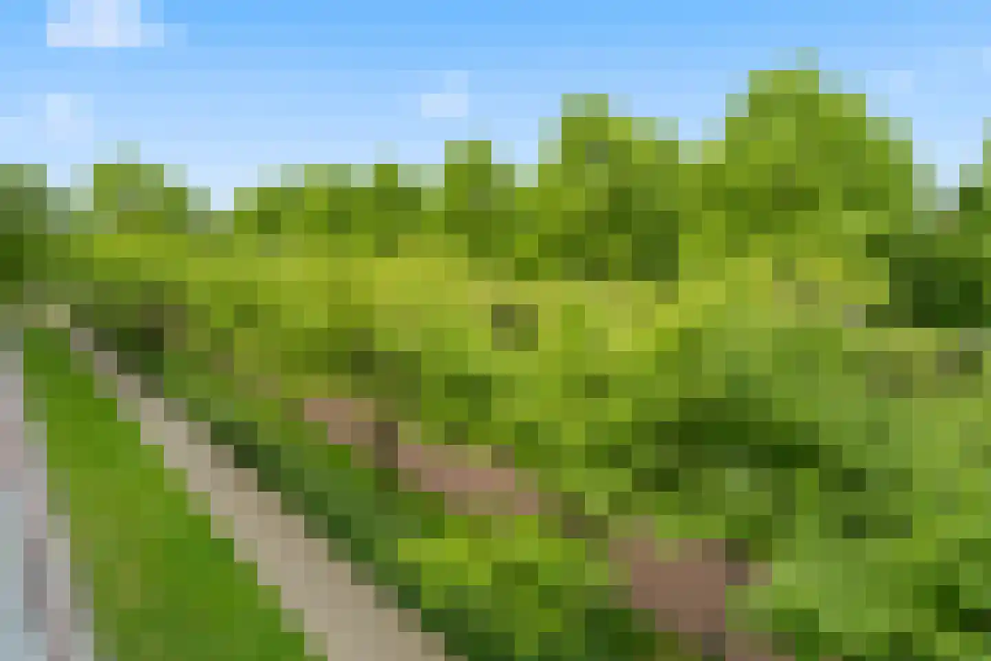Zonnehout 47 Houten thumbnail 8